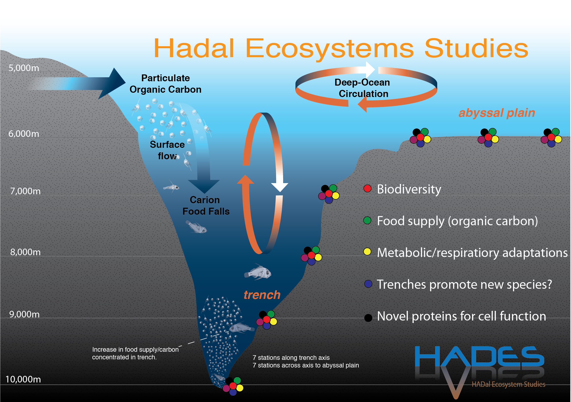 The scientific objectives of the HADEX Program are to: Investigate the existence, constraints, limits, and evolution of life on Earth. Enable comparative investigations of life in hadal and neighboring abyssal regions.